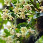 New York-i Botanikus Kert Orchidea Show, 2024