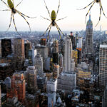 Jönnek a Joro pókok New Yorkba?